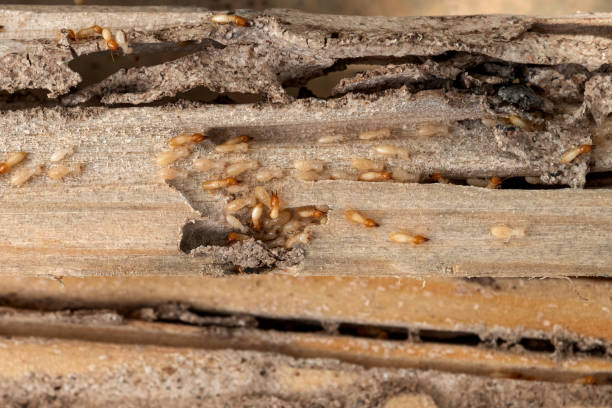 Best Pest Removal Services  in Maybrook, NY